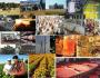 Oppurtunities For Agri Business Professionas